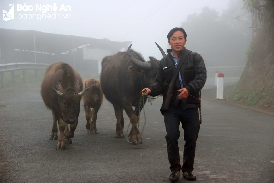 bna-nguoi-dan-ky-son-dua-trau-bo-ve-chuong-khong-tha-rong-trong-ngay-ret-anh-qan-503.jpg