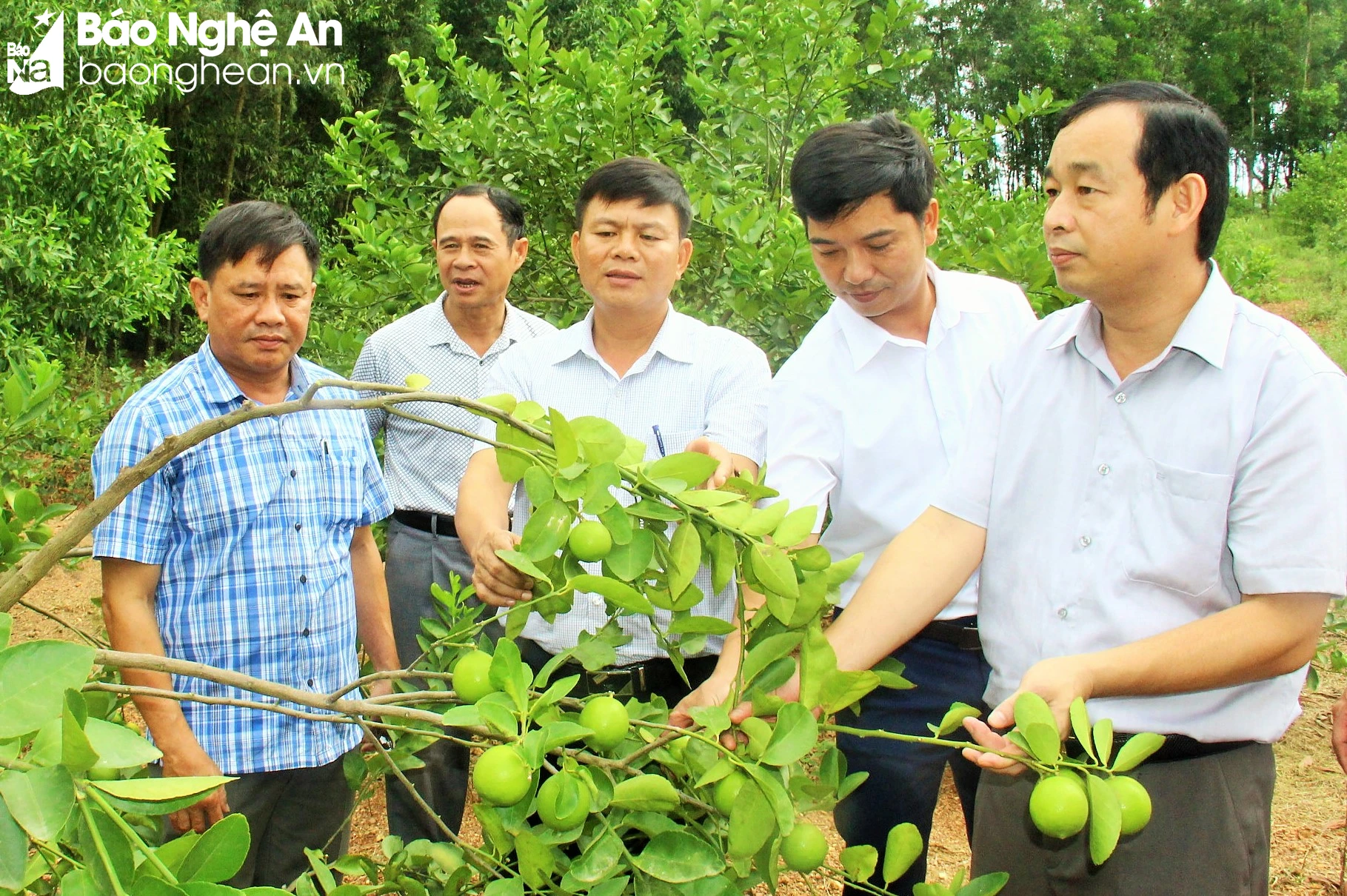 bna-cac-dong-chi-lanh-dao-huyen-do-luong-tham-mo-hinh-trong-chanh-khong-hat-tai-xa-thuan-son-anh-hoang-vinh-1701.jpg