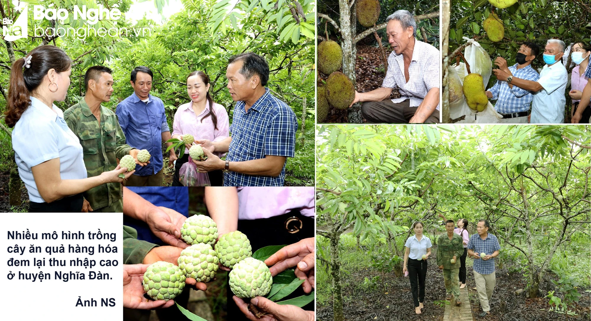 BNA_trồng cây hàng hóa ở Nghĩa Hồng - NS copy.jpg