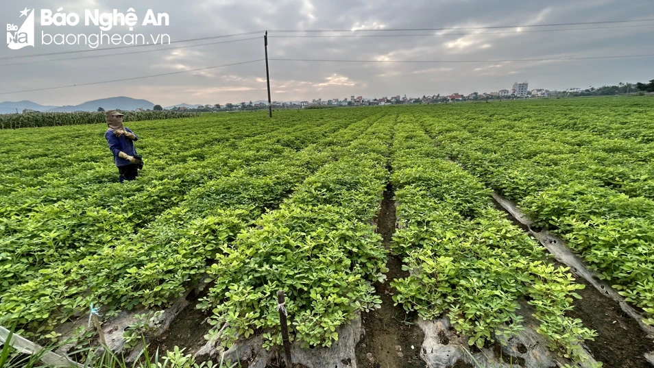 canh-dong-lac-o-dien-thanh-dien-chau-tran-chau-4019.jpeg