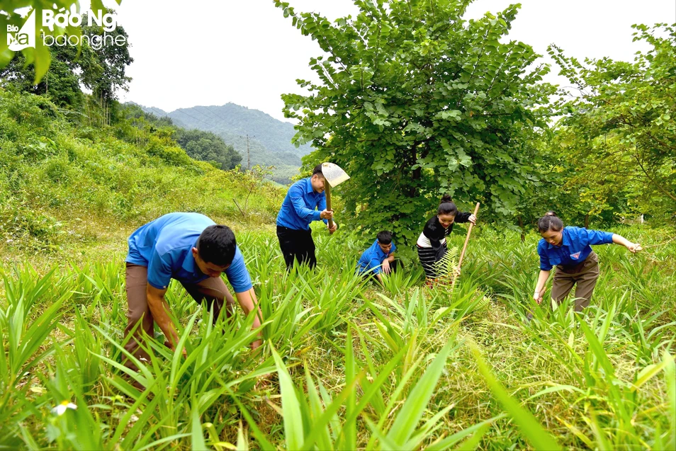 bna-doan-vien-thanh-nien-xa-chau-hanh-cham-soc-vuon-cay-tai-khu-quy-hoach-cong-vien-sinh-thai-ke-le-anh-ht1-4644.jpg