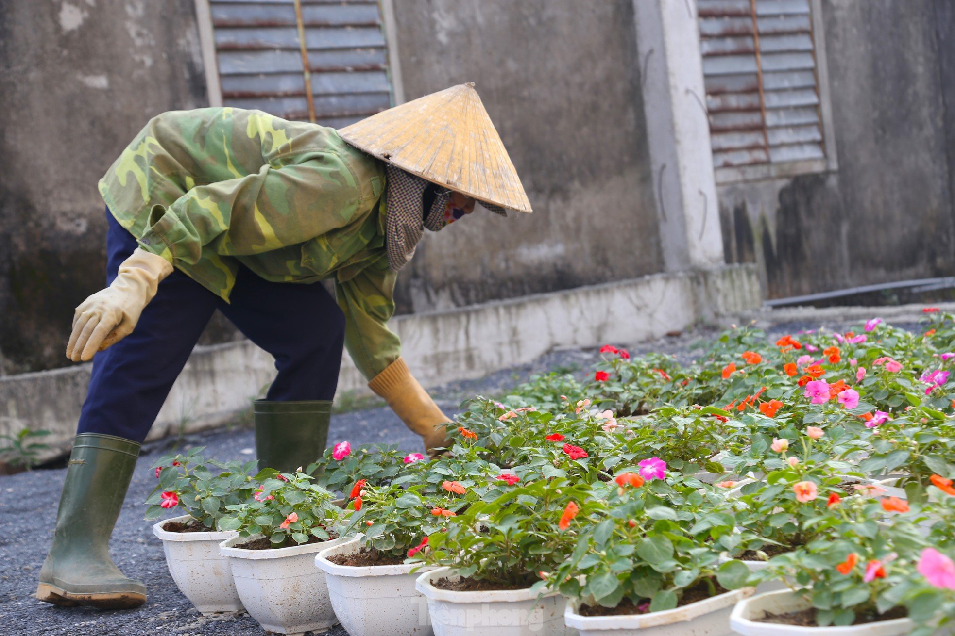 Mưu sinh ở làng hoa mong Tết ấm ảnh 4