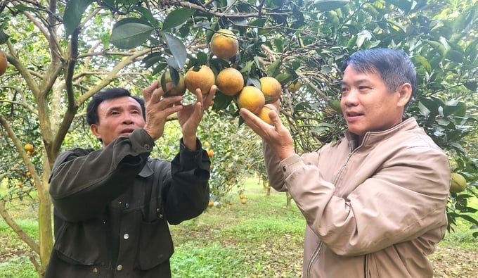 Nông trường Bãi Phủ vang tiếng cam hữu cơ Hương Hóa