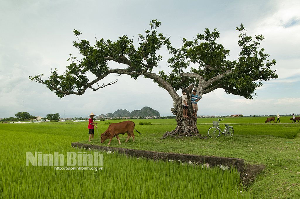 Có một miền quê