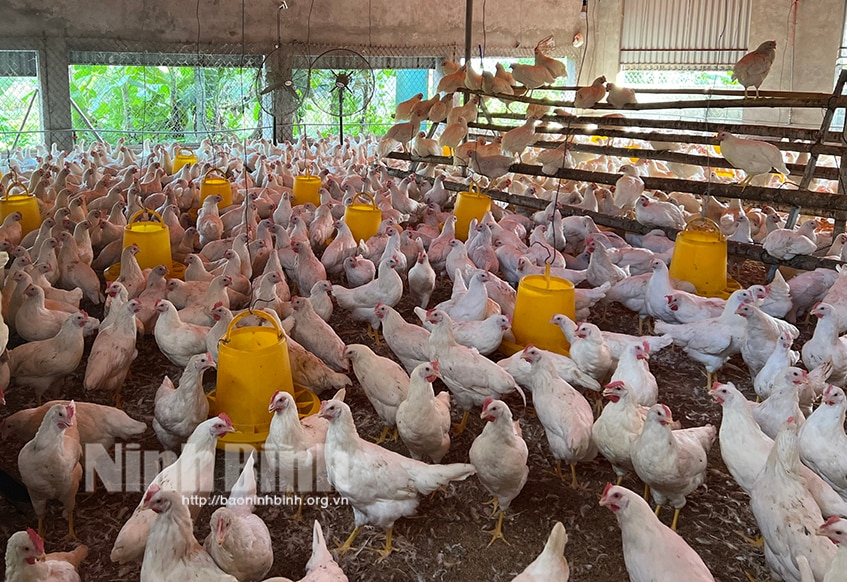 Devenez riche en élevant des poules égyptiennes aux œufs super