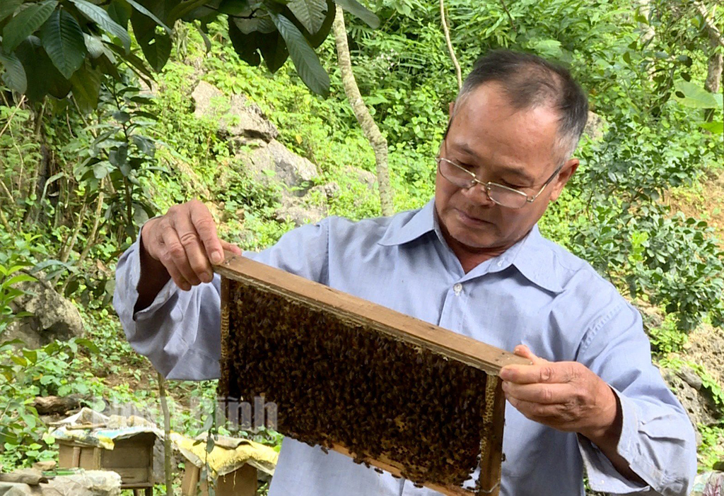 Bienenzucht für Honig trägt zur Verbesserung der Haushaltswirtschaft in Cuc Phuong bei