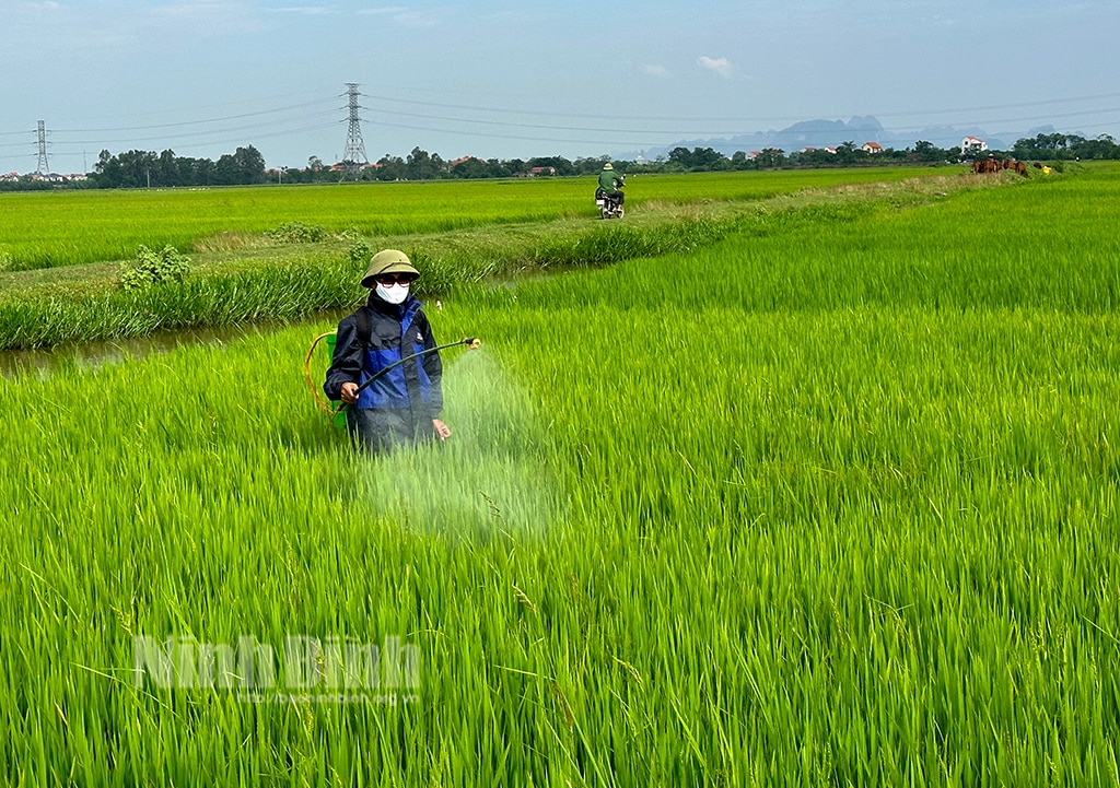 Sâu bệnh trên lúa Mùa diễn biến phức tạp