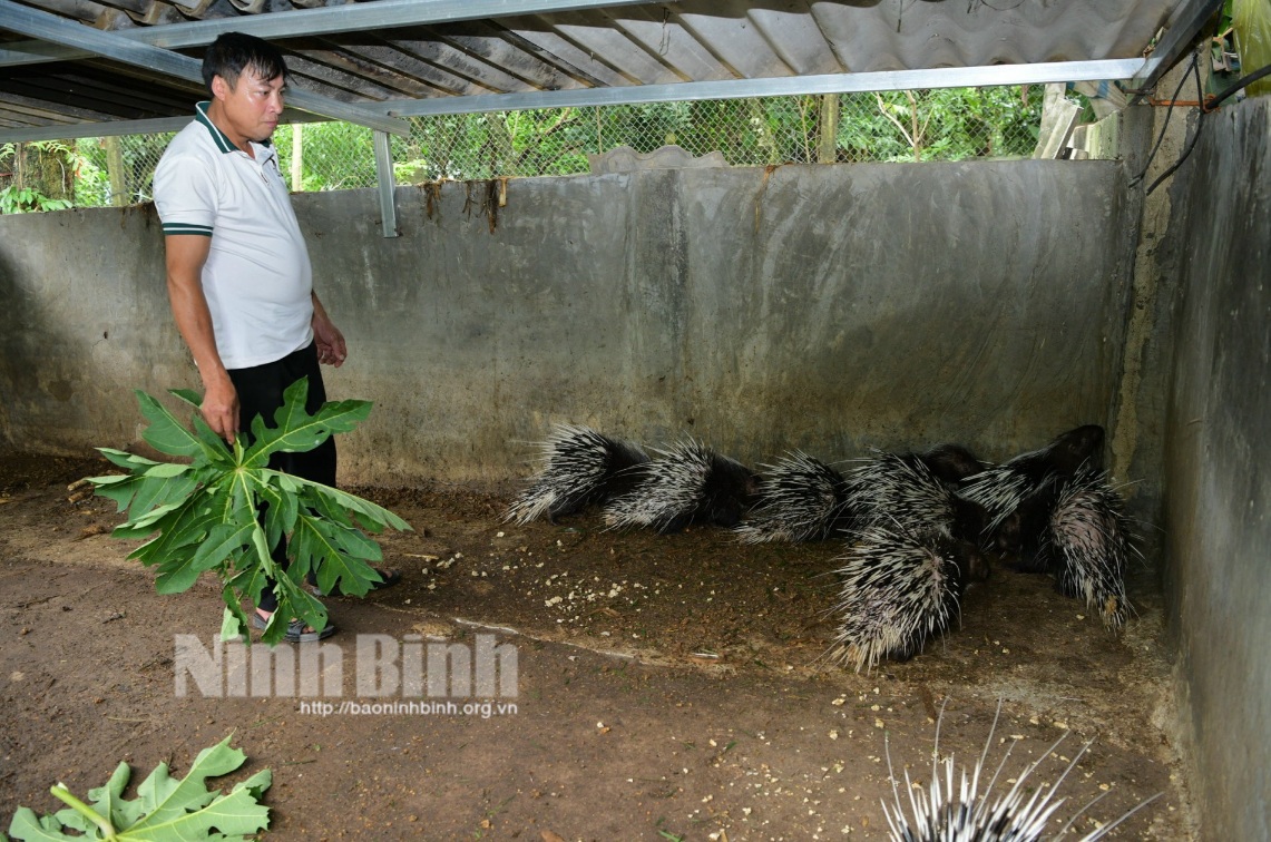 Hiệu quả từ Tổ hội nghề nghiệp nuôi nhím và bò nhốt chuồng tại Đá Hàn