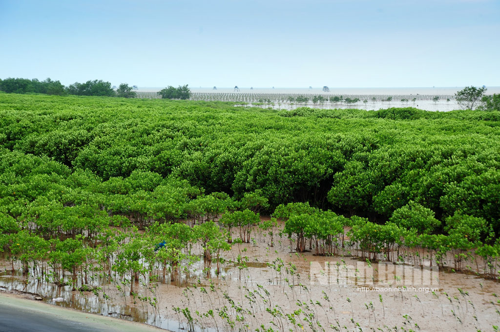 Nỗ lực xây bức tường xanh bảo vệ đê điều làng mạc ở Ninh Bình bài đang hoàn thiện ảnh chưa duyệt