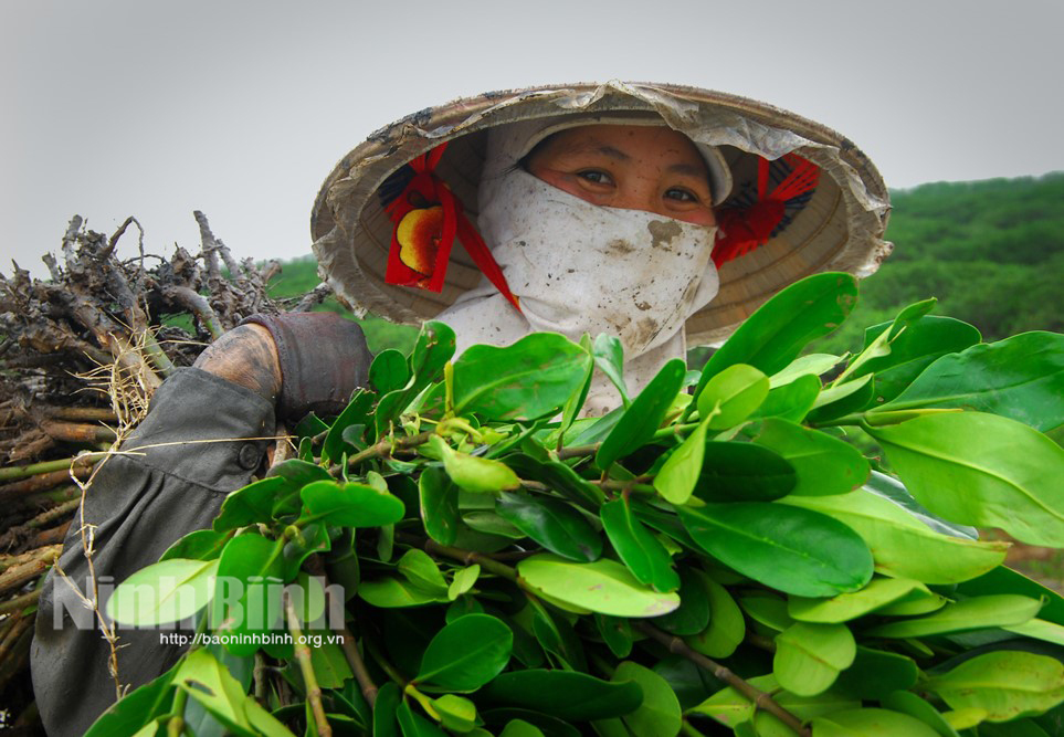 Nỗ lực xây bức tường xanh bảo vệ đê điều làng mạc ở Ninh Bình