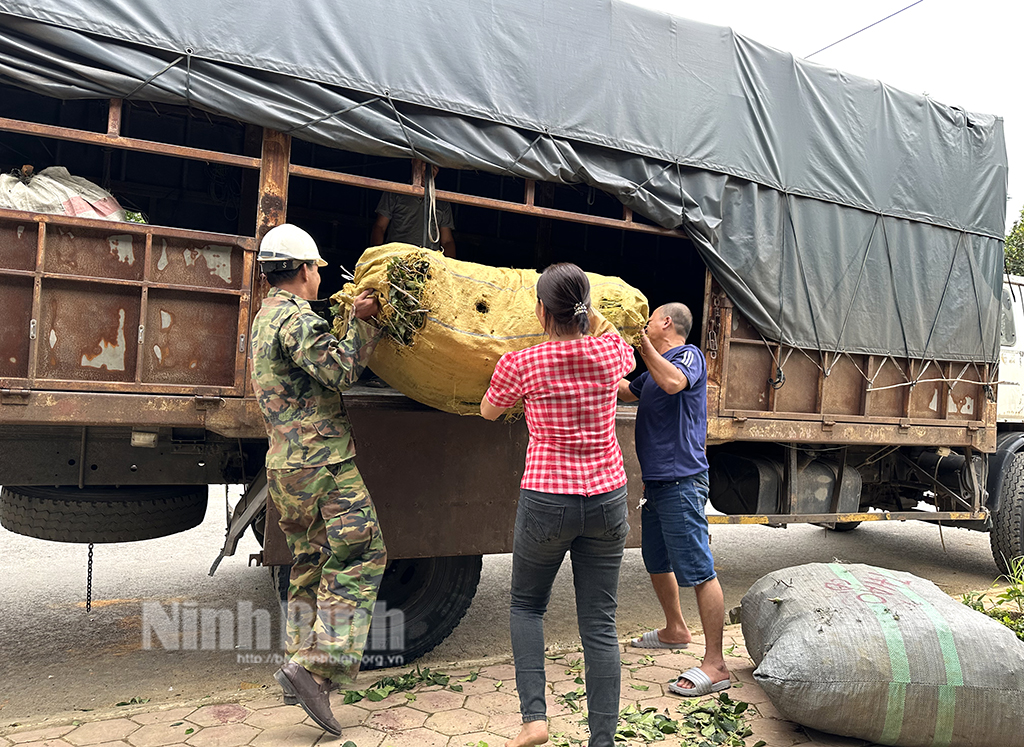 Chè Trại Quang Sỏi trước nguy cơ mai một