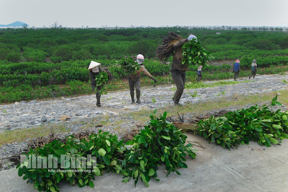 Nỗ lực xây bức tường xanh bảo vệ đê điều làng mạc ở Ninh Bình