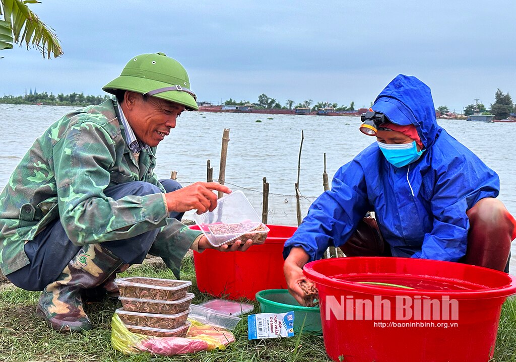 Về Khánh Công xem người dân chong đèn thu hoạch rươi