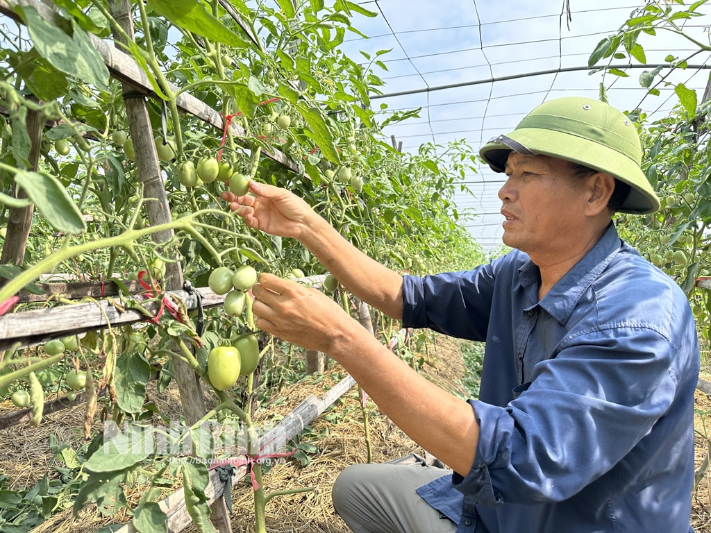 Thăm những khu vườn bạc triệu của nông dân Khánh Thành