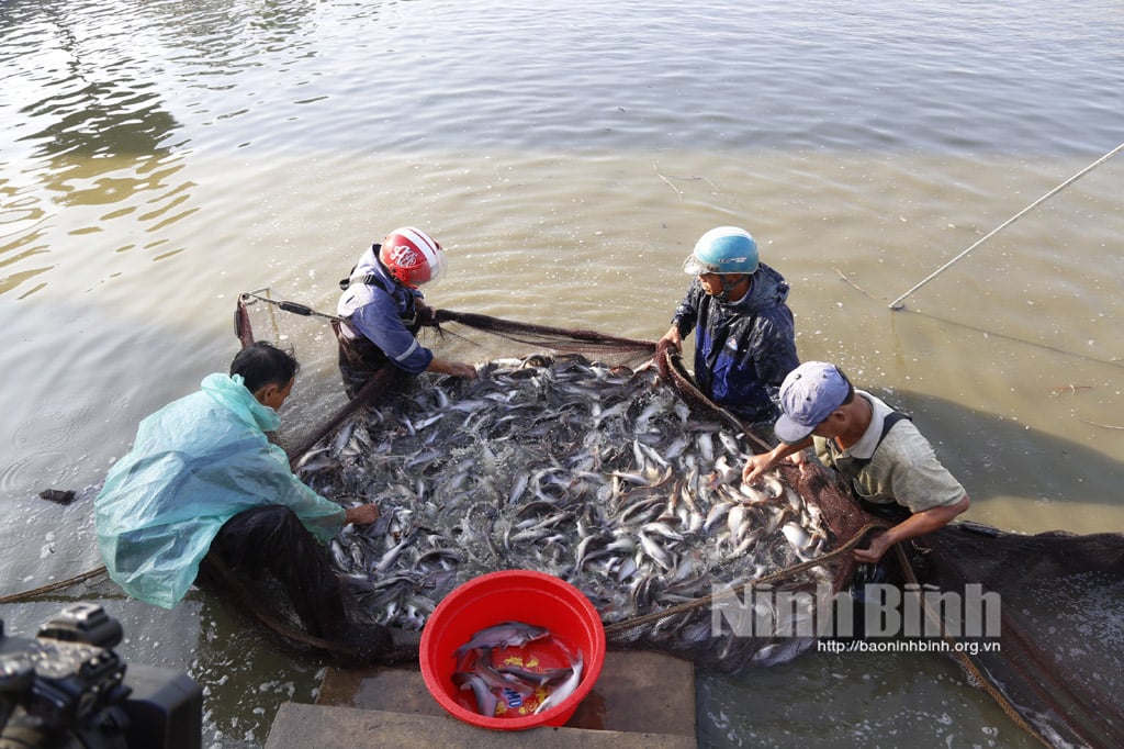 Hội thảo đầu bờ mô hình nuôi thương phẩm cá ngạnh