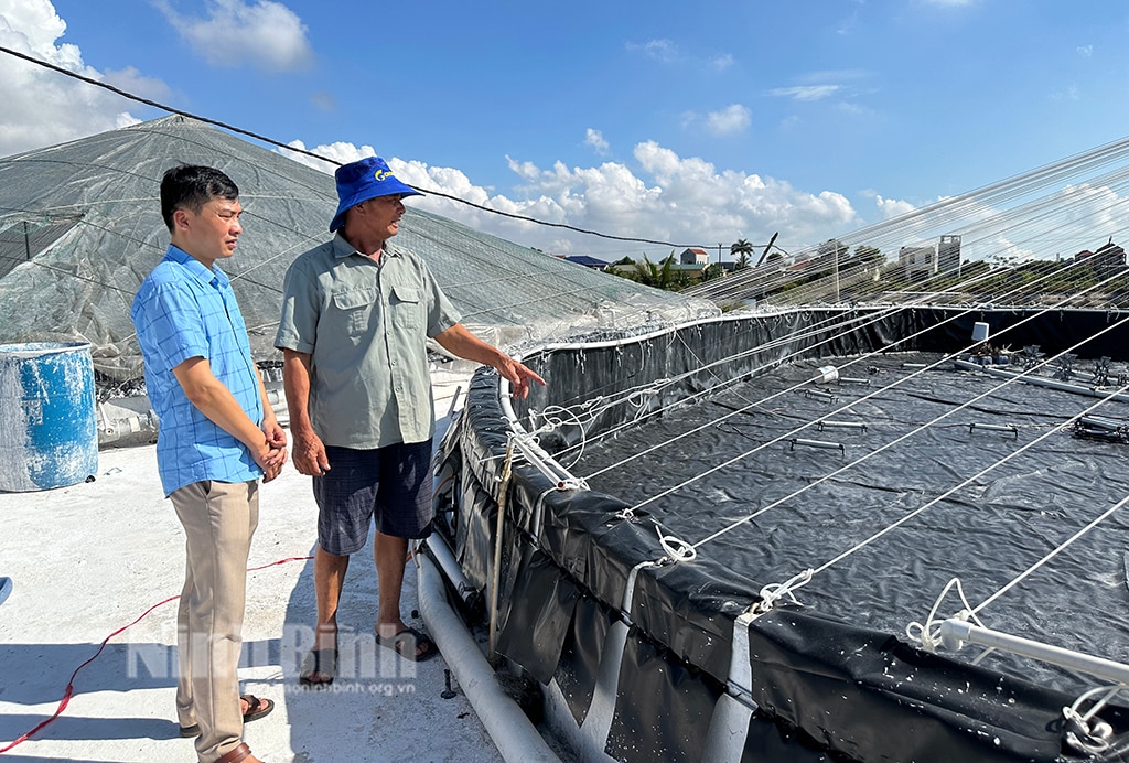 Los agricultores de Kim Son invierten fuertemente en el cultivo de camarones en invierno