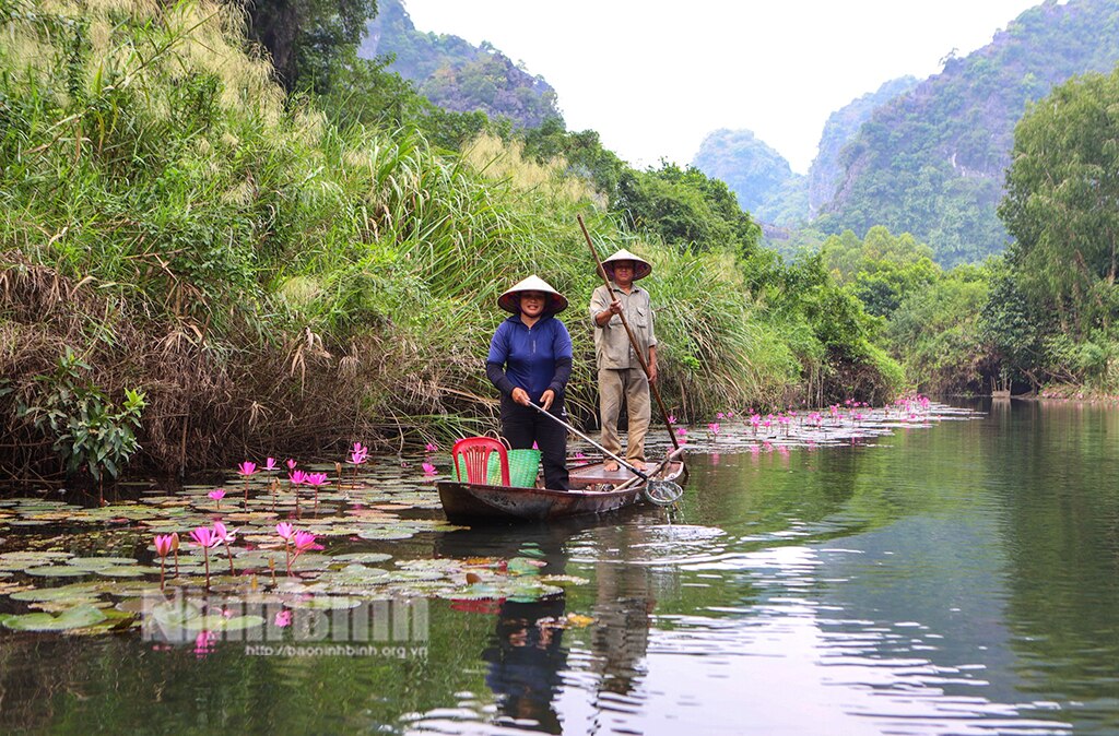 Về Thung Nắng mùa hoa súng tím