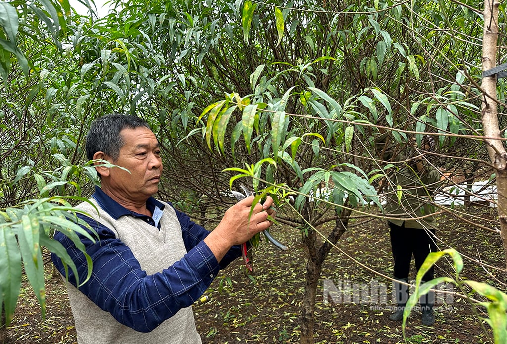 Đào Đông Sơn xuống lá đón Tết Giáp Thìn 2024