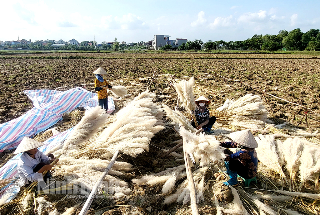 Kiếm tiền từ những bông cỏ dại