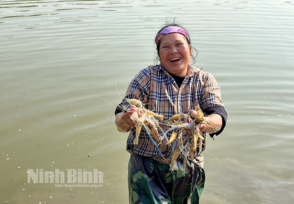 Tôm càng xanh mở hướng làm giàu cho nông dân vùng đất trũng