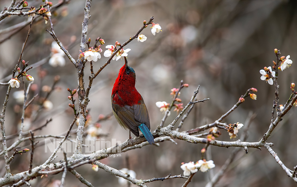 Berauscht von der Farbe der Aprikosenblüten mitten im Wald von Cuc Phuong