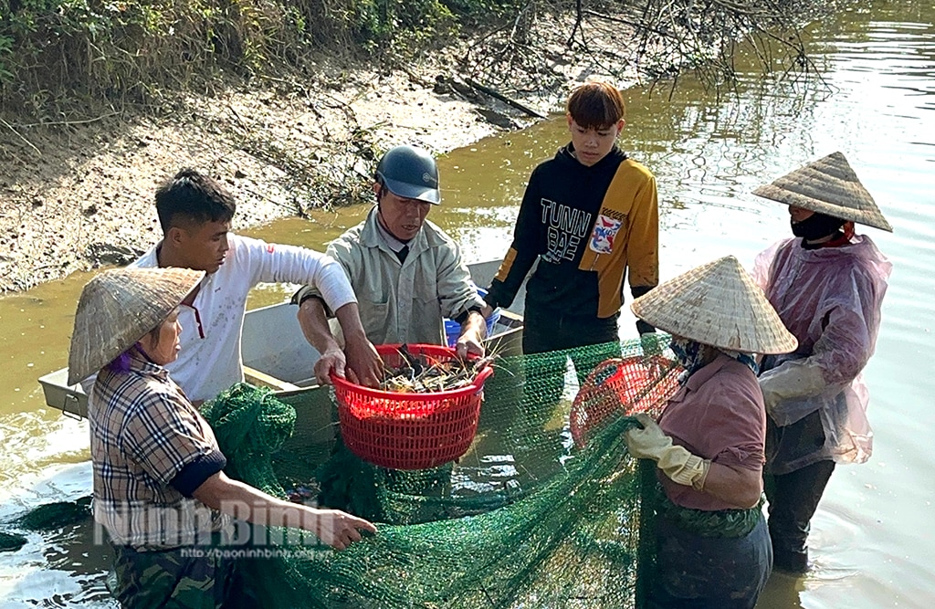 巨大な淡水エビが低地の農家を豊かにする道を開く