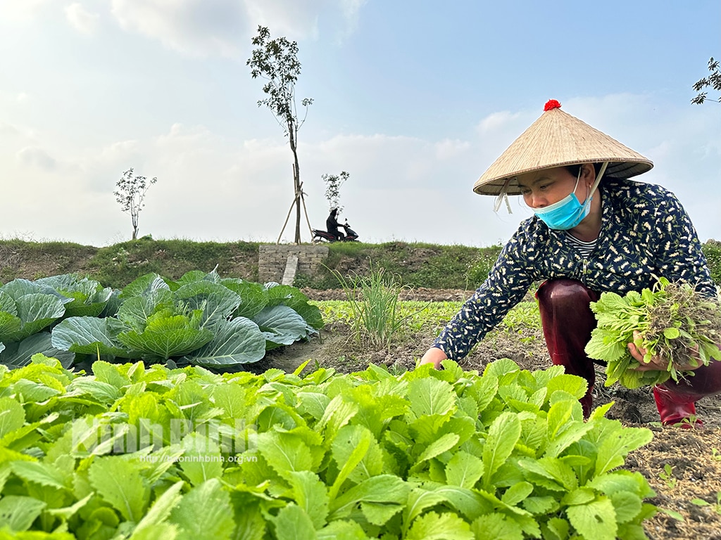 Rộn ràng xuống đồng đầu năm mới