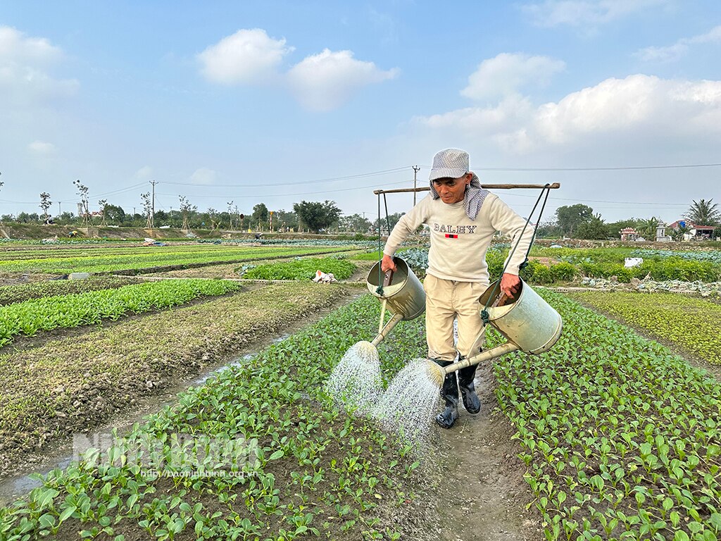 Rộn ràng xuống đồng đầu năm mới