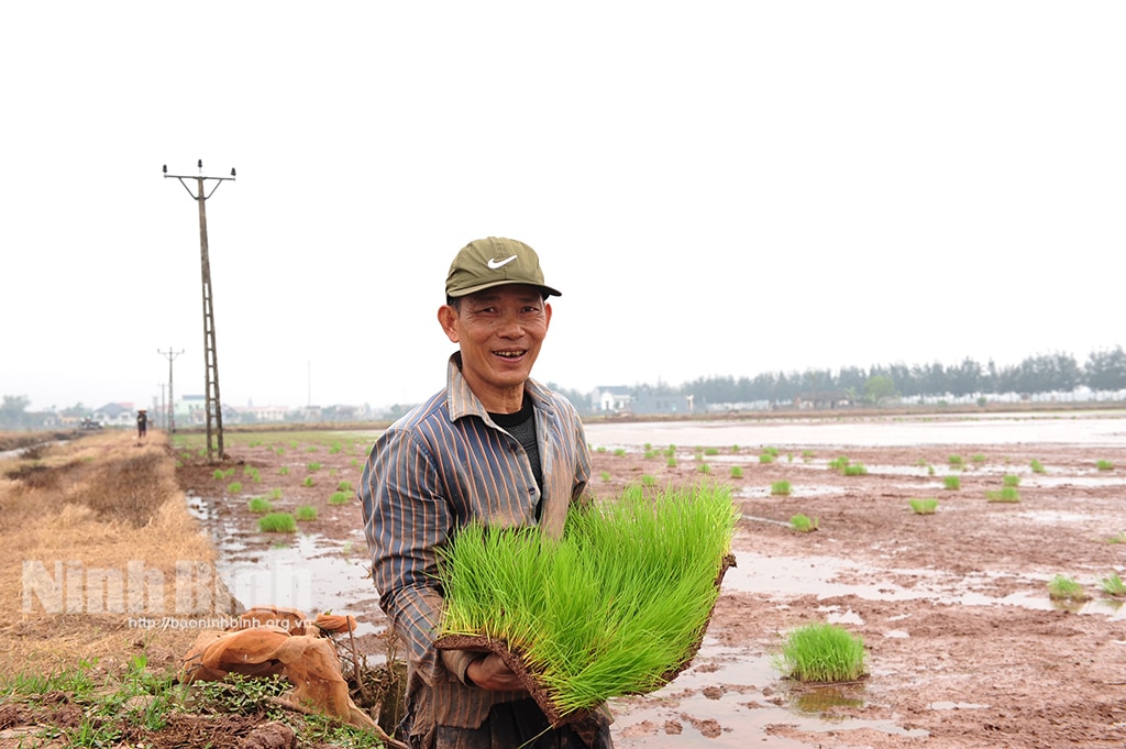 Nông dân xã Chất Bình xuống đồng gieo cấy lúa xuân