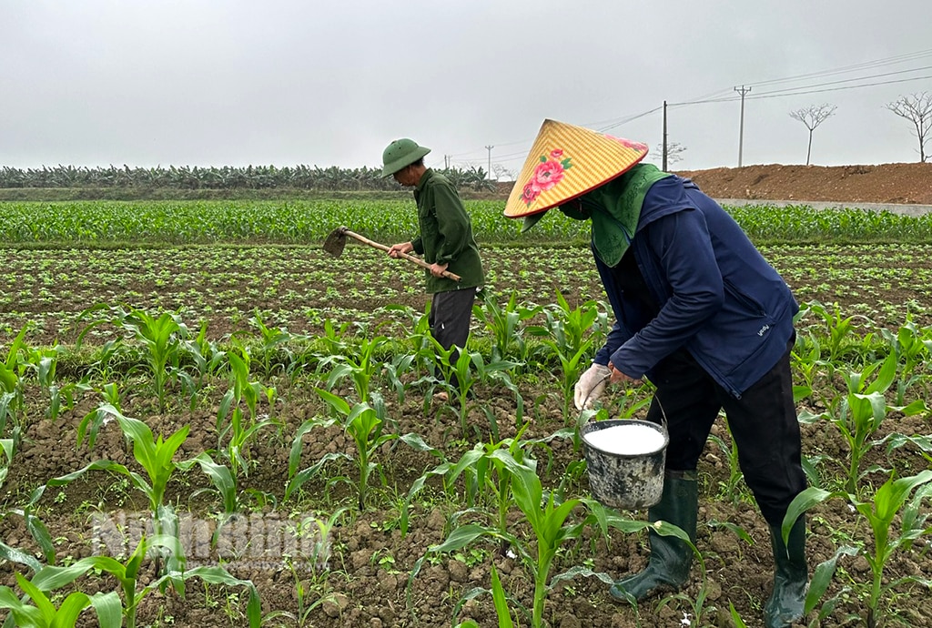 Nông dân các xã vùng cao huyện Nho Quan tập trung xuống giống cây màu