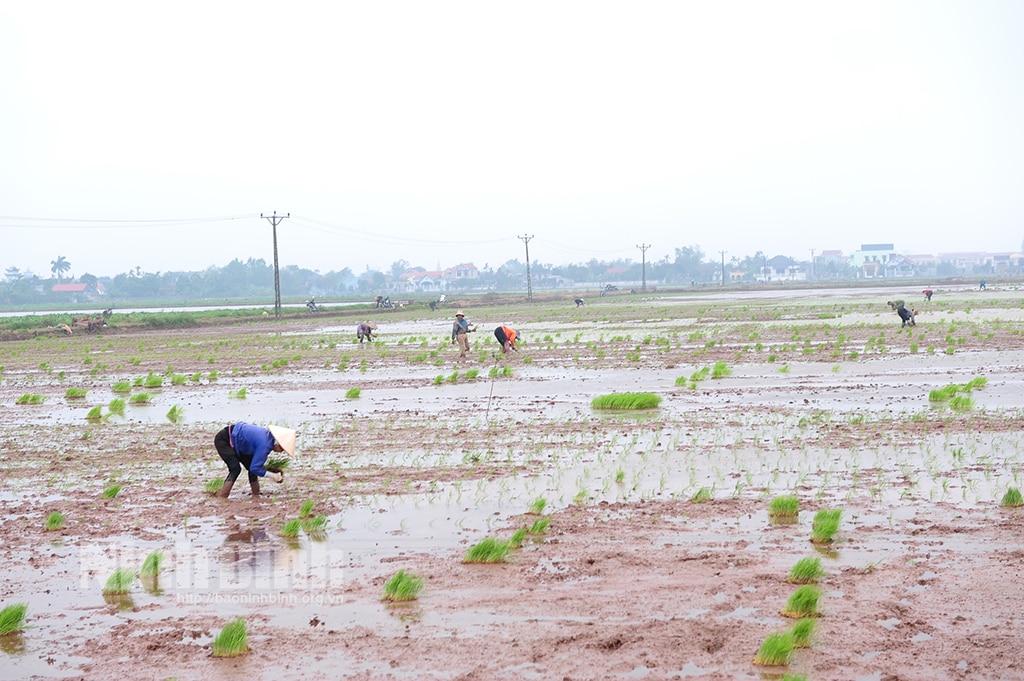 Nông dân xã Chất Bình xuống đồng gieo cấy lúa xuân