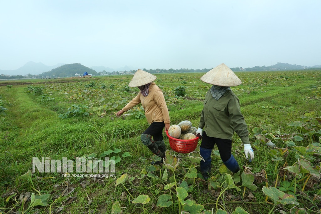 Trồng cây bí đỏ hồ lô xuất khẩu cho hiệu quả cao