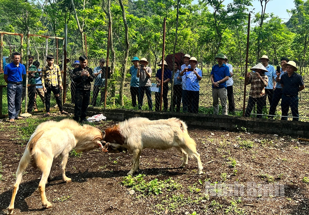 Hội Nông dân tỉnh khảo sát công tác chuẩn bị tổ chức Hội chọi dê