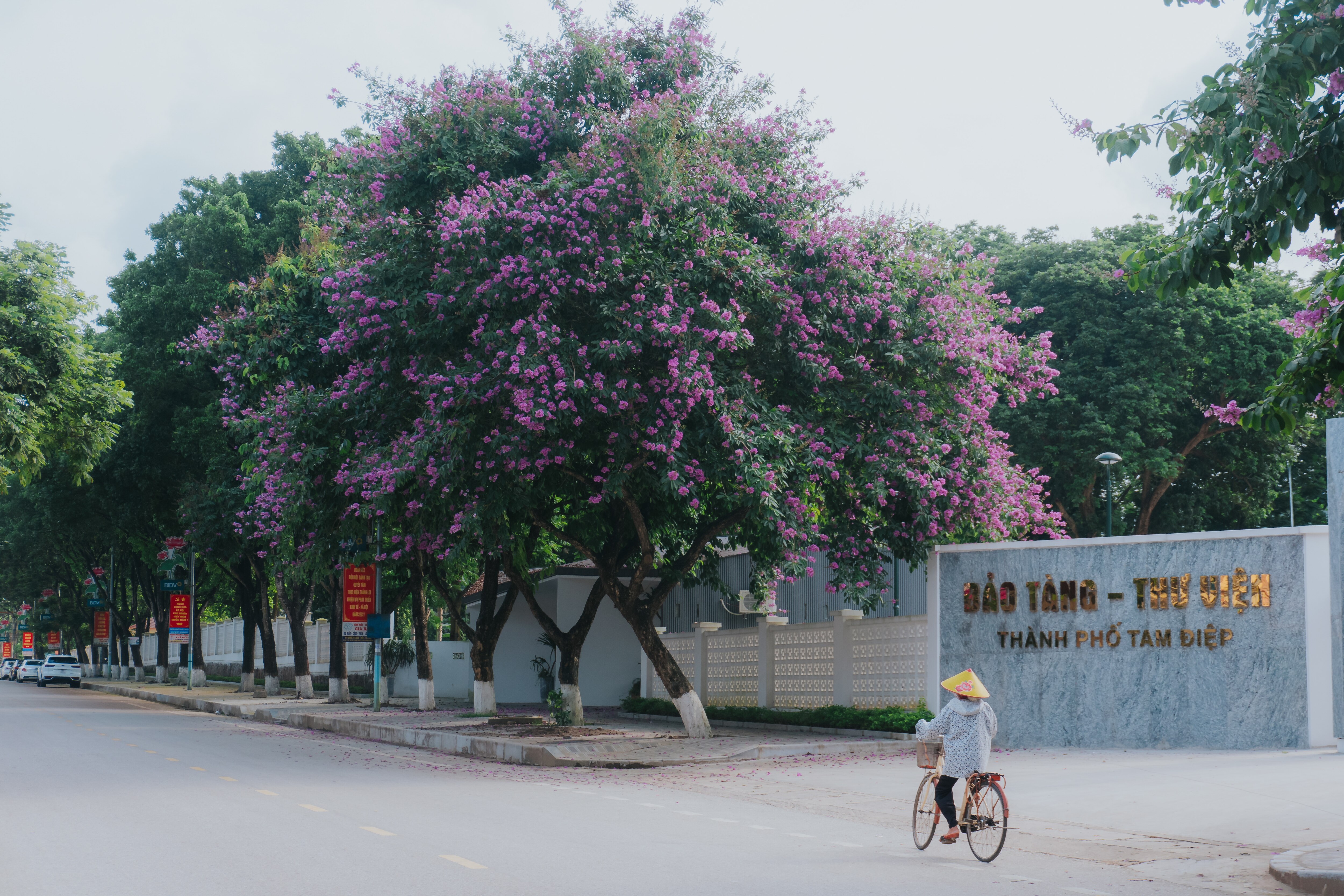 Mùa hoa bằng lăng tím tại Ninh Bình