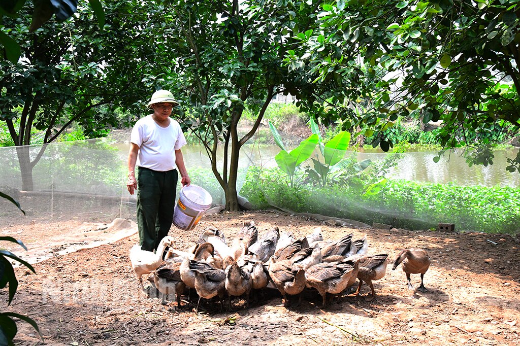 Cựu chiến binh huyện Yên Mô giúp nhau phát triển kinh tế