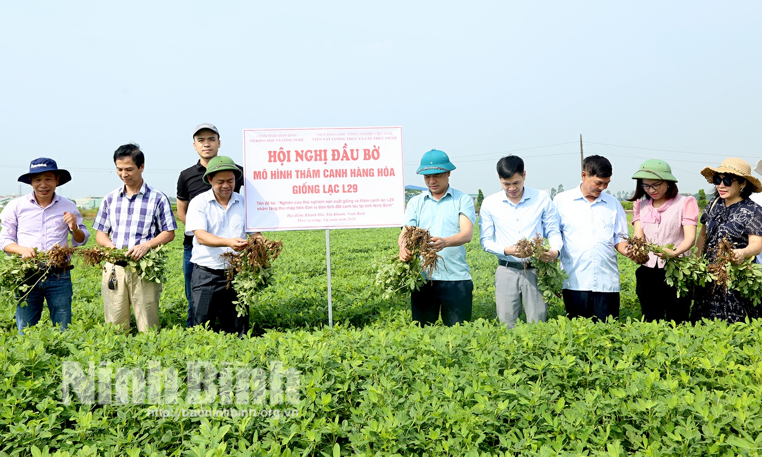 Hội thảo đầu bờ mô hình thâm canh hàng hóa giống lạc L29 tại tỉnh Ninh Bình