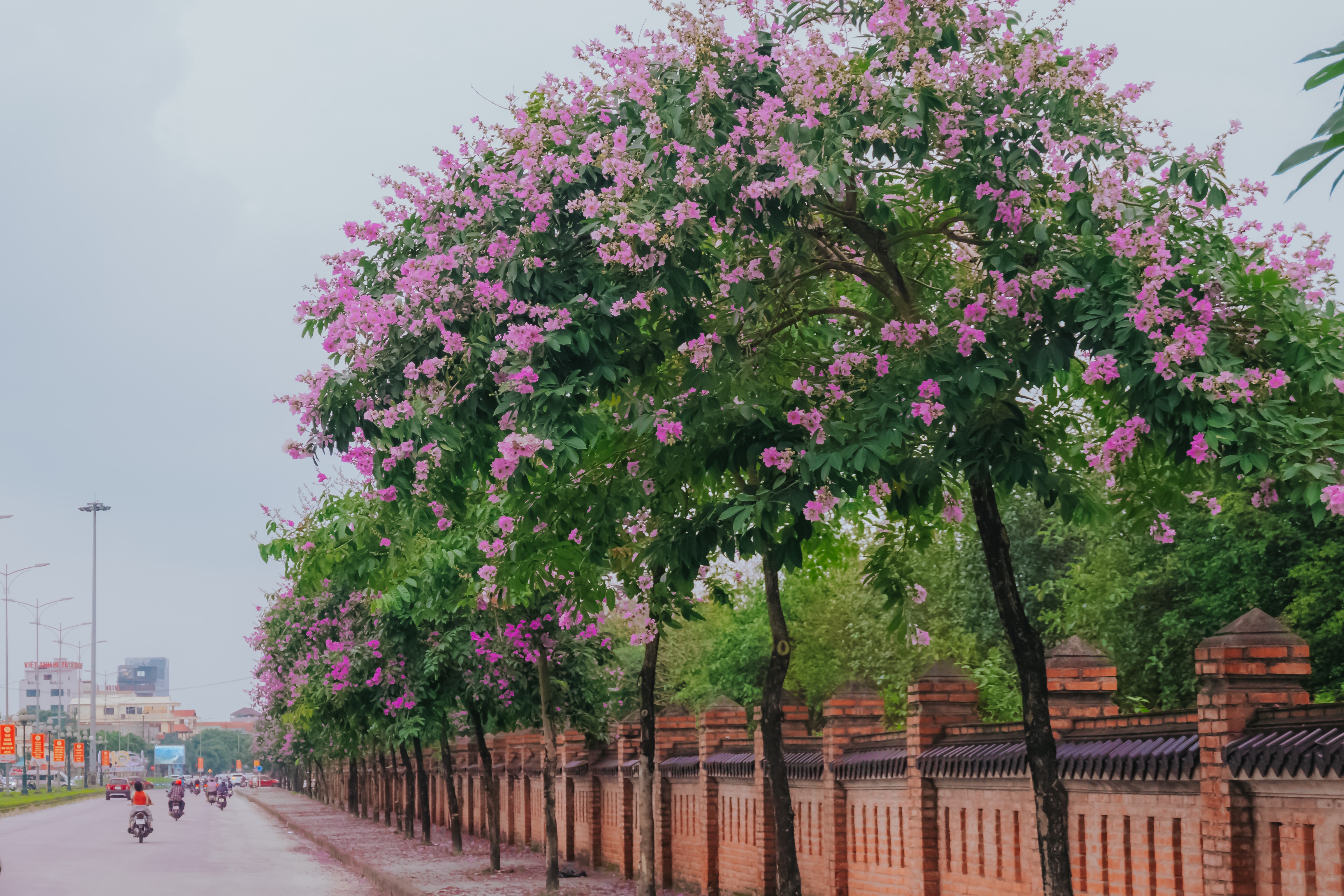 Mùa hoa bằng lăng tím tại Ninh Bình