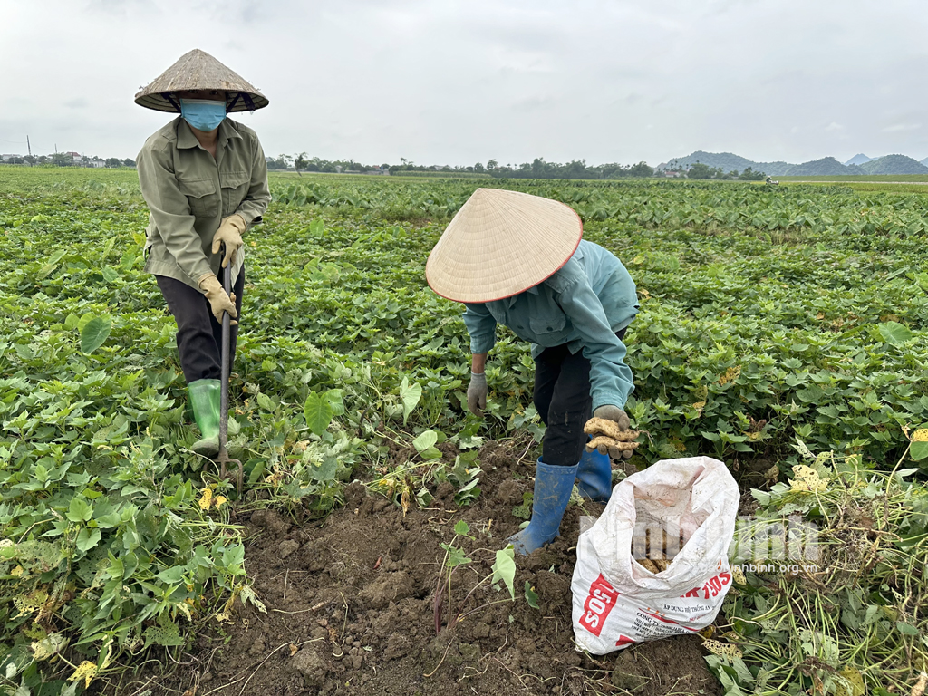 Mùa khoai kém vui của nông dân Yên Quang