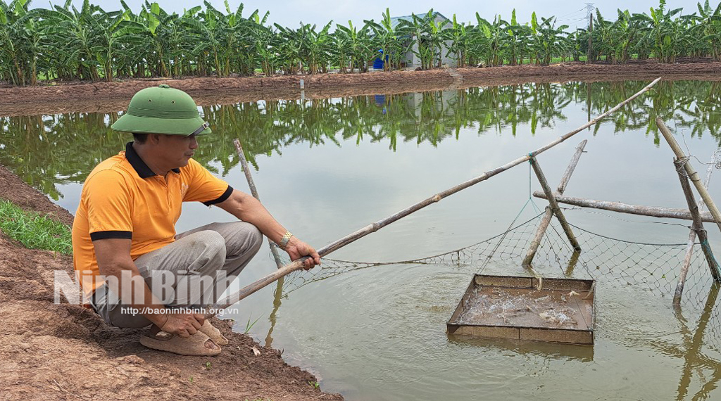 Thu lãi mỗi năm từ 500600 triệu đồng từ nuôi tôm