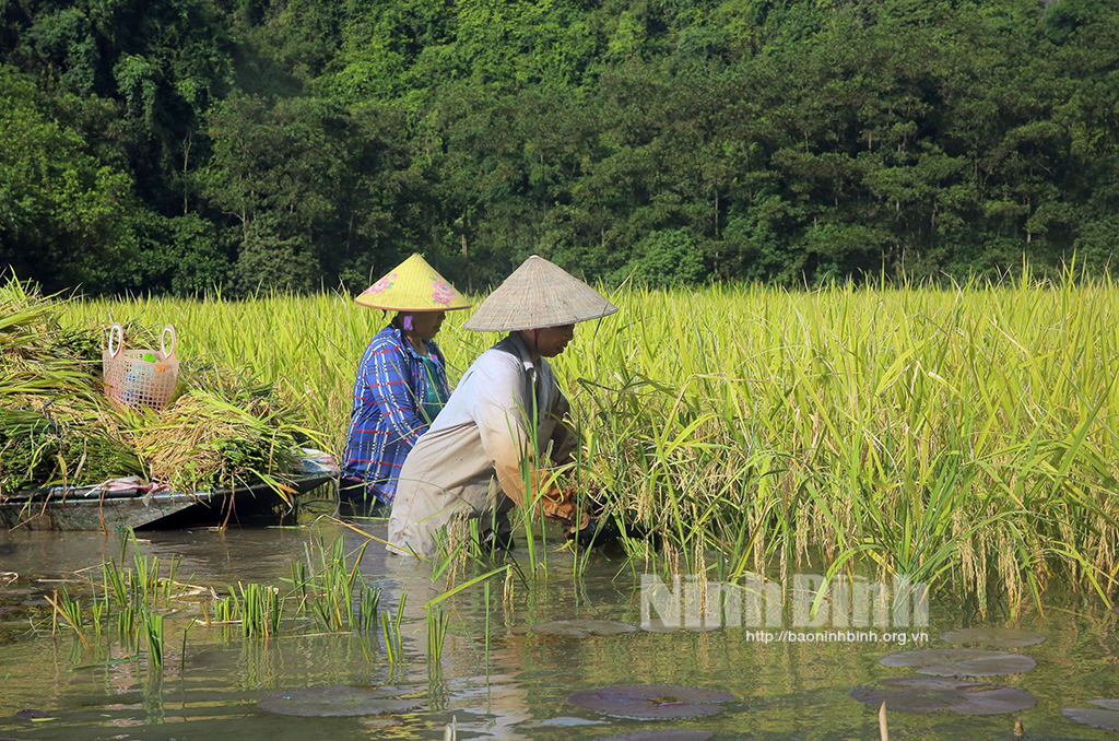 Mùa vui ở Tam Cốc