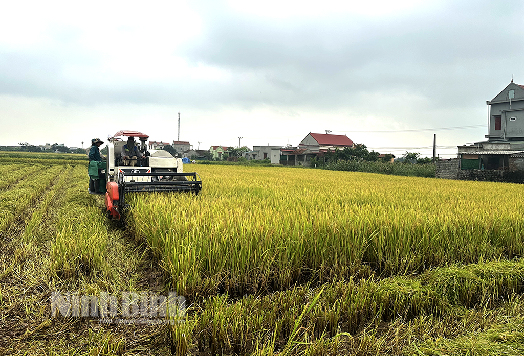 Yên Khánh Rộn ràng ngày mùa