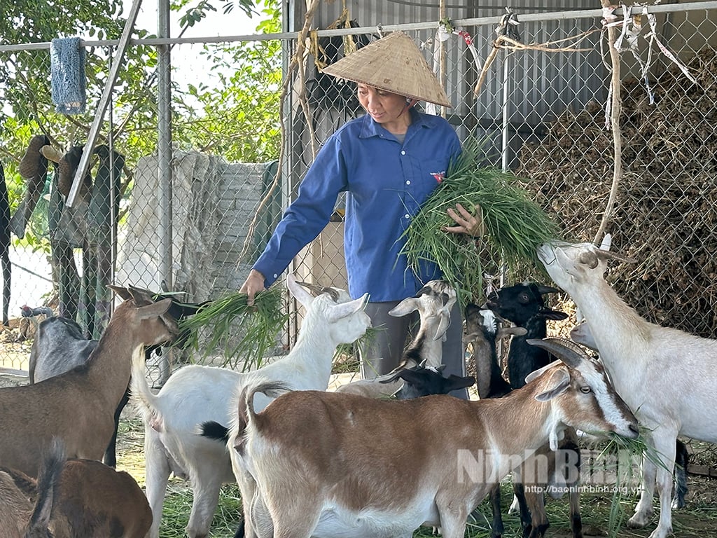 Tăng cường bảo vệ đàn vật nuôi mùa nắng nóng