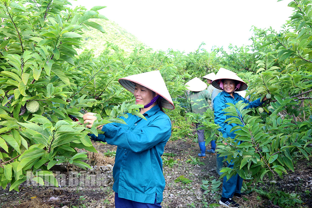 Tích hợp nguồn lực thực hiện hiệu quả các chương trình mục tiêu quốc gia