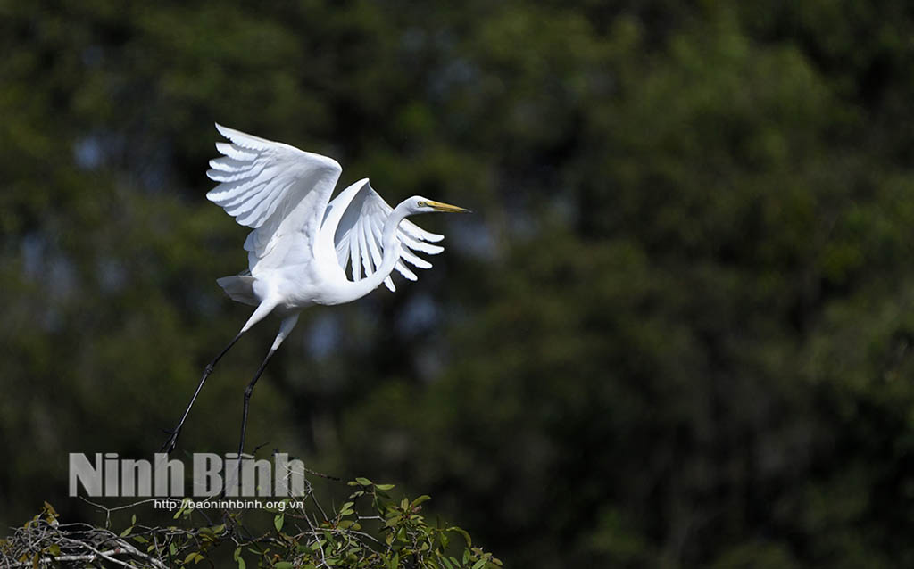 Ninh Bình họa tiết thiên nhiên trên từng đôi cánh