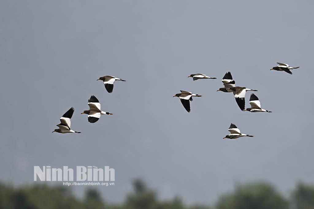 Ninh Bình họa tiết thiên nhiên trên từng đôi cánh