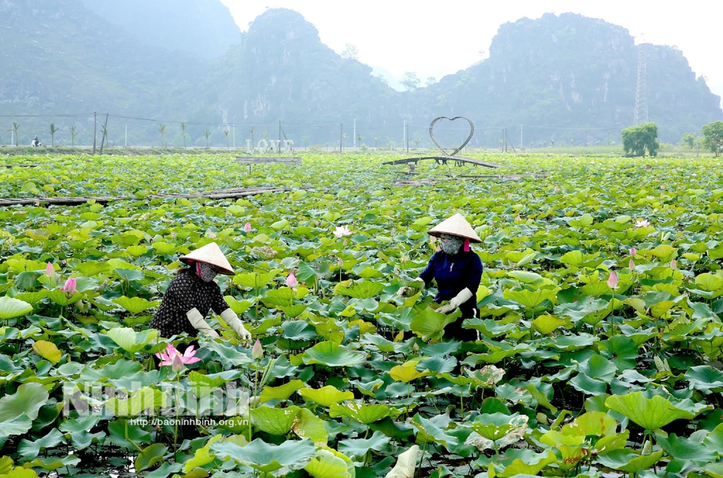 Hướng đến kinh tế nông nghiệp tuần hoàn, các-bon thấp