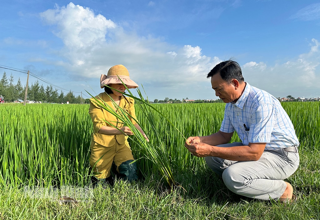 Tăng cường theo dõi đồng ruộng, phòng trừ sâu bệnh cho lúa Mùa