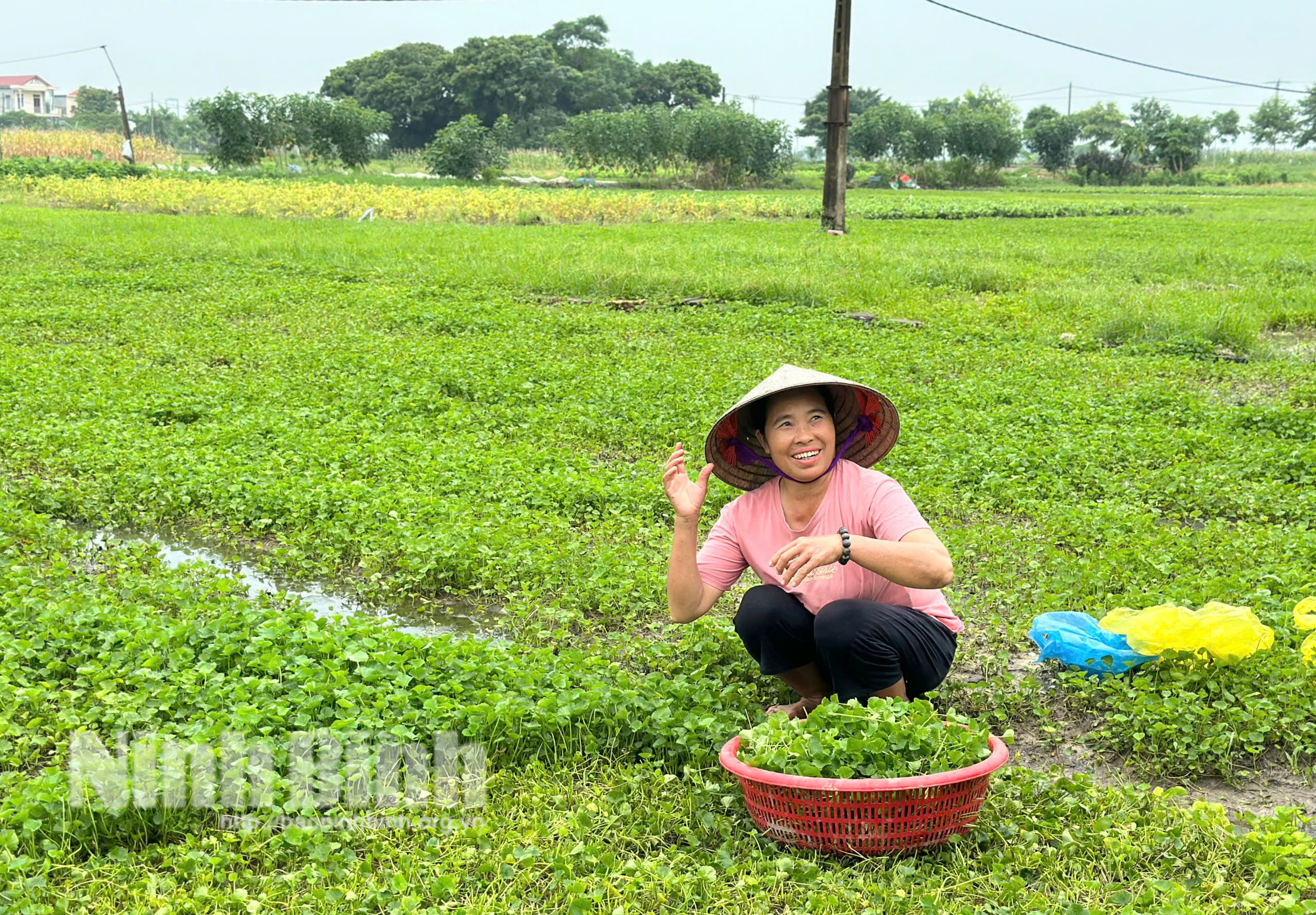 Gia tăng sản xuất đảm bảo nguồn cung rau xanh sau mưa bão