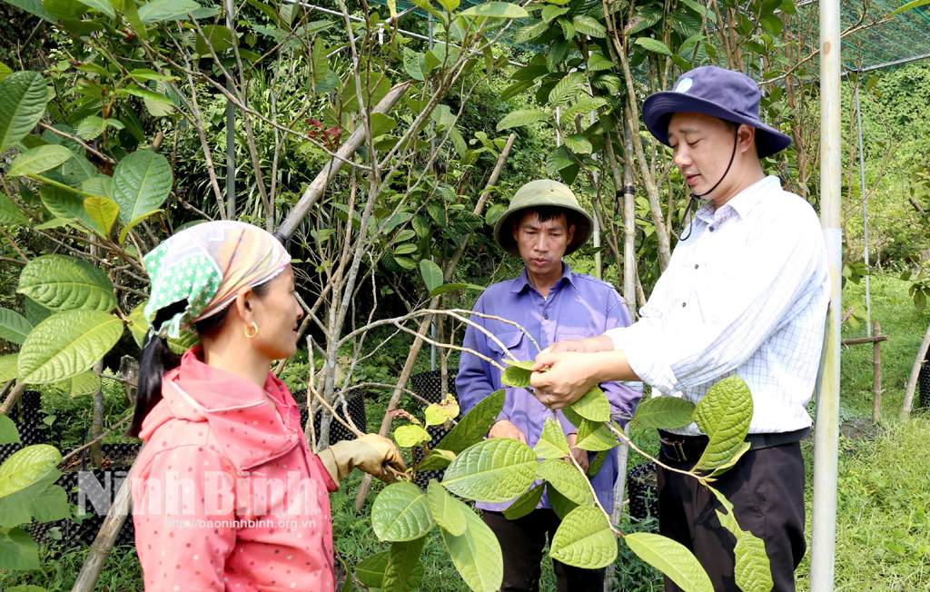 Người hồi sinh cây dược liệu quý