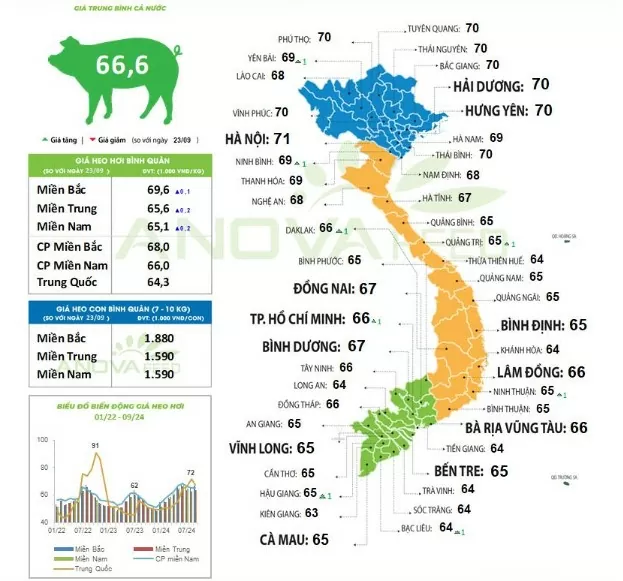 Giá heo hơi hôm nay 25/9/2024: